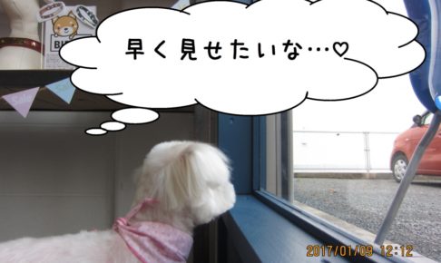 窓際マルチーズ