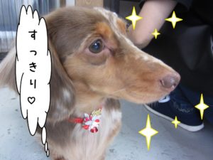 施術後ミニチュアダックス