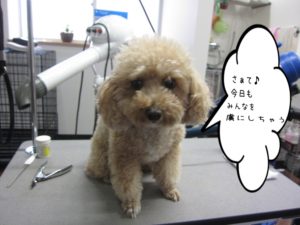 カット前トイプードル