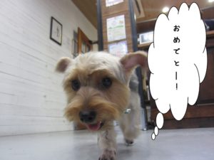 カット前ヨーキー