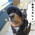 帽子ミニチュアダックス