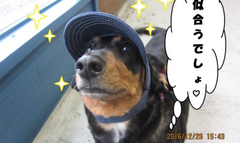 帽子ミニチュアダックス