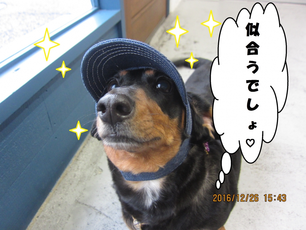 帽子ミニチュアダックス