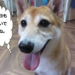 笑顔舌出し豆柴