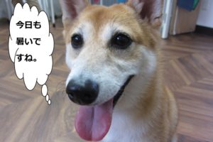 笑顔舌出し豆柴