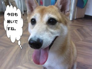 笑顔舌出し豆柴