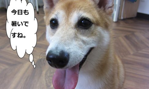 笑顔舌出し豆柴