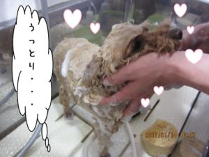 シャンプー中トイプードル