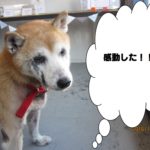 おすまし柴犬