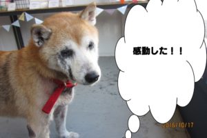 おすまし柴犬