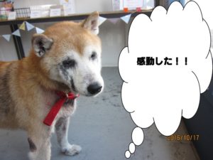 おすまし柴犬
