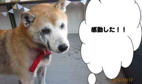 おすまし柴犬