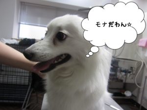 カット前スピッツ