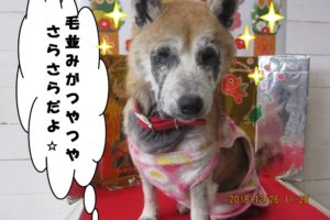 おすわり柴犬