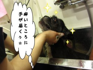 シャンプー中ミックス