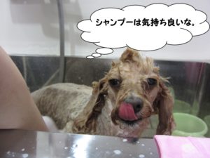 シャンプー中トイプードル