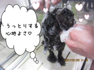 シャンプー中トイプードル
