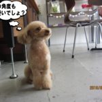 斜めからトイプードル