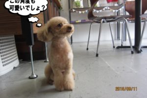 斜めからトイプードル