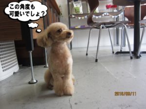 斜めからトイプードル