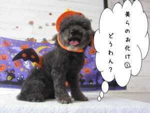 施術後トイプードル