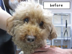 カット前トイプードル
