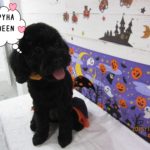 おすましトイプードル