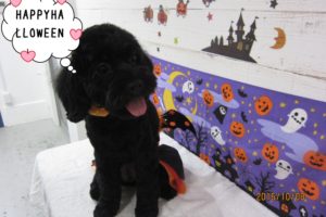 おすましトイプードル