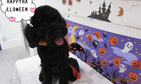 おすましトイプードル