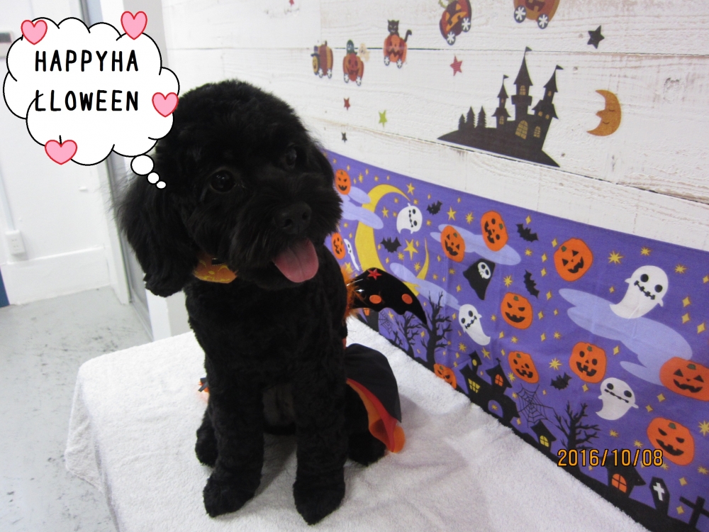 おすましトイプードル