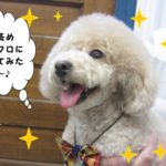 笑顔トイプードル