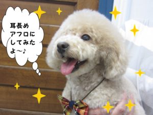 笑顔トイプードル