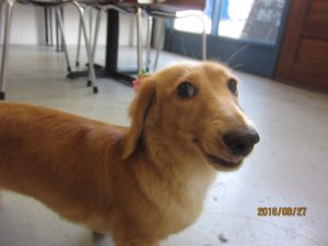 施術前ミニチュアダックス