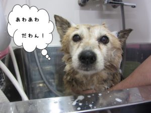 シャンプー中ミックス