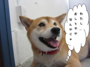 施術前柴犬