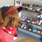 おしゃれトイプードル