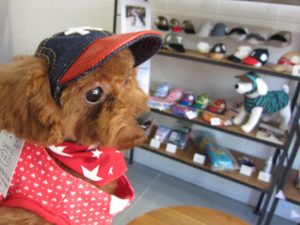 おしゃれトイプードル