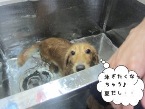 スパ中ミニチュアダックス