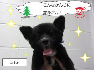 カット後ミックス