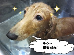 スパ中ミニチュアダックス