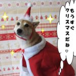 サンタさん豆柴