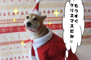 サンタさん豆柴