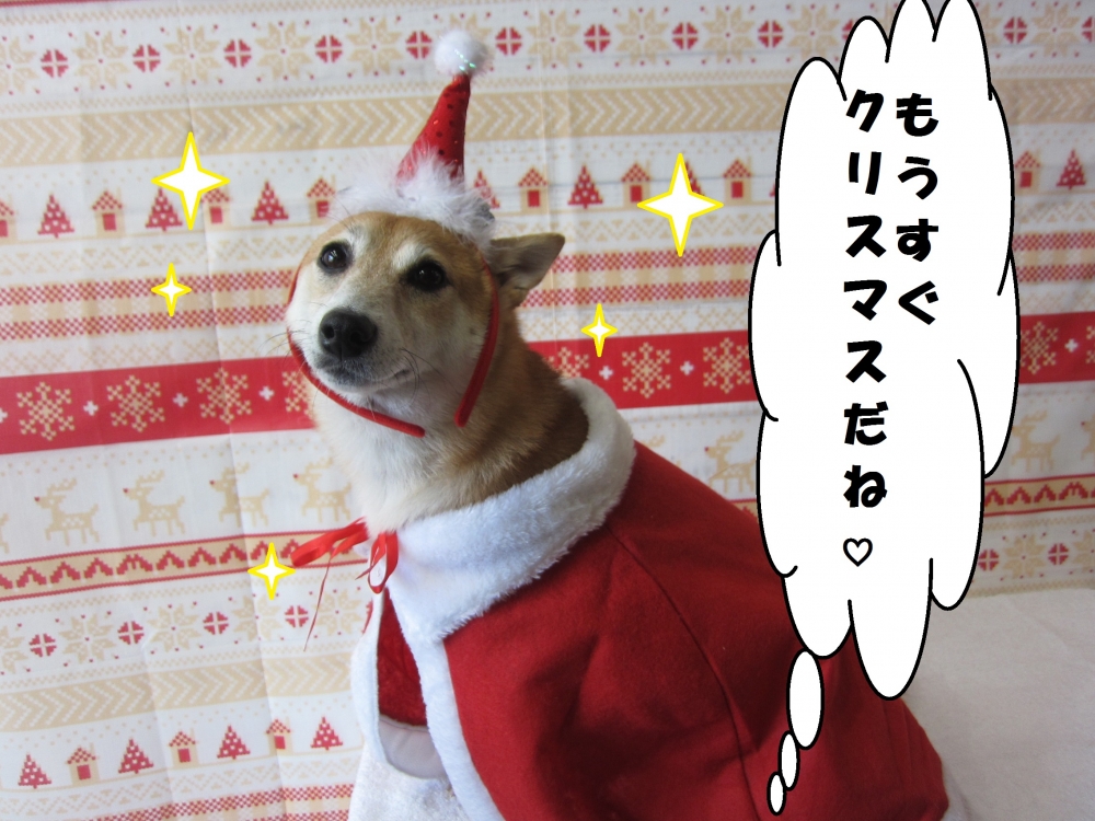 サンタさん豆柴