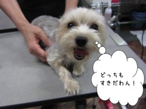 施術前ヨーキー