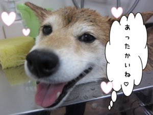 スパ中柴犬