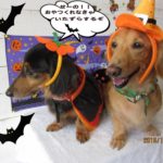 施術後ミニチュアダックス