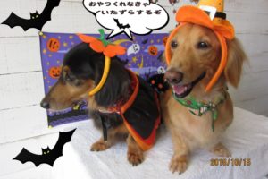 施術後ミニチュアダックス