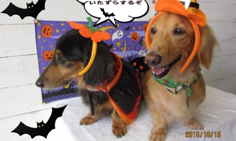 施術後ミニチュアダックス