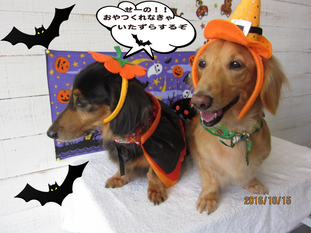 施術後ミニチュアダックス