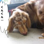 くんくんミニチュアダックス